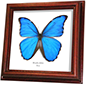 Wildwood Insects framed Giant Blue Morpho - Morpho didius