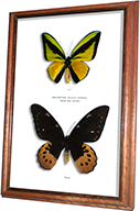 Wildwood Insects framed Goliath Supremus Birdwing Butterfly - Ornithoptera goliath