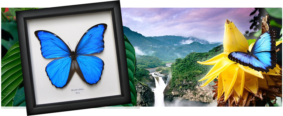 Wildwood Insects framed Morpho butterfly in black frame.