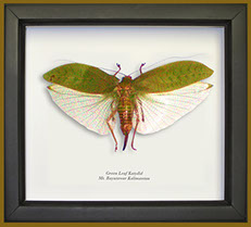 Wildwood Insects framed Green Leaf Katydid in black frame.