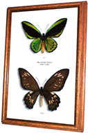 Wildwood Insects framed Priam's Birdwing Butterfly - Ornithoptera priamus