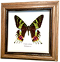 Wildwood Insects framed Giant Blue Morpho - Morpho didius