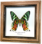 Wildwood Insects framed Giant Blue Morpho - Morpho didius